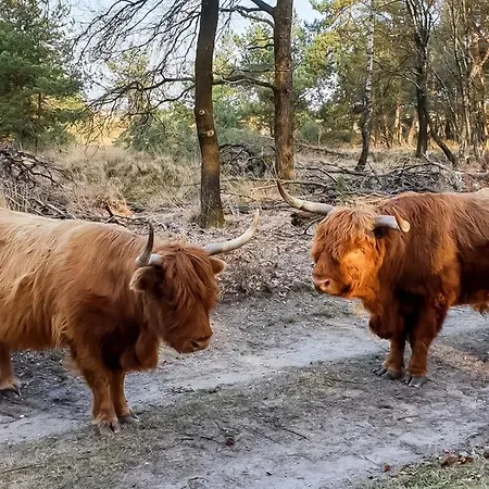Tinyhouse Op De Veluwe פארק נופש